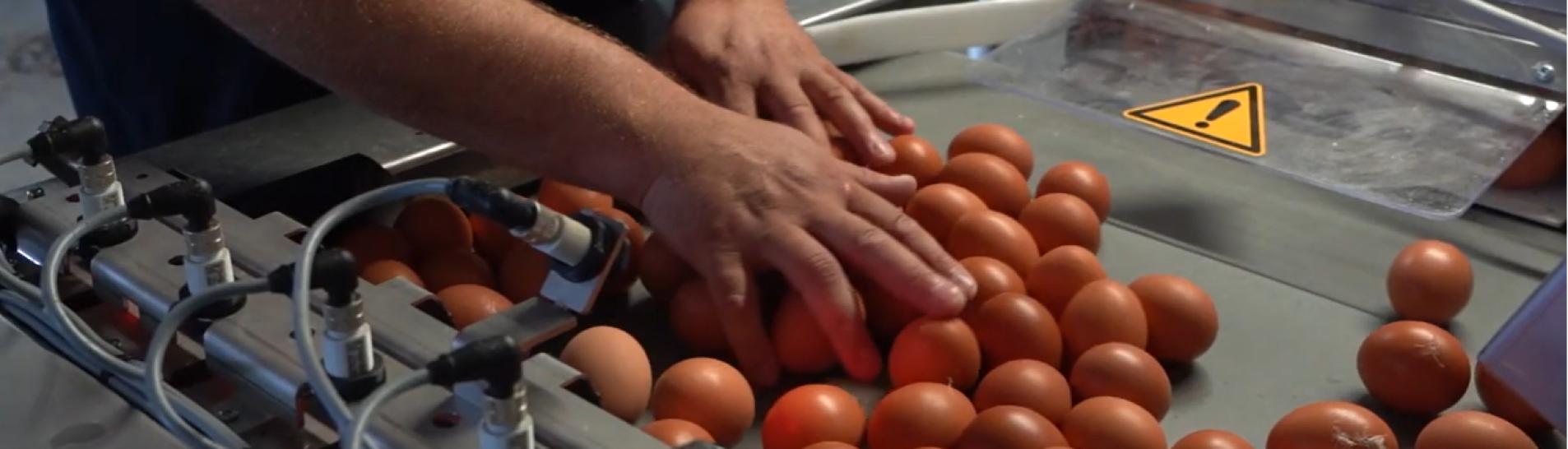 100 region episode 7 kevin bonnaire eleveur de poules pondeuses dans les ardennes 987bcc46