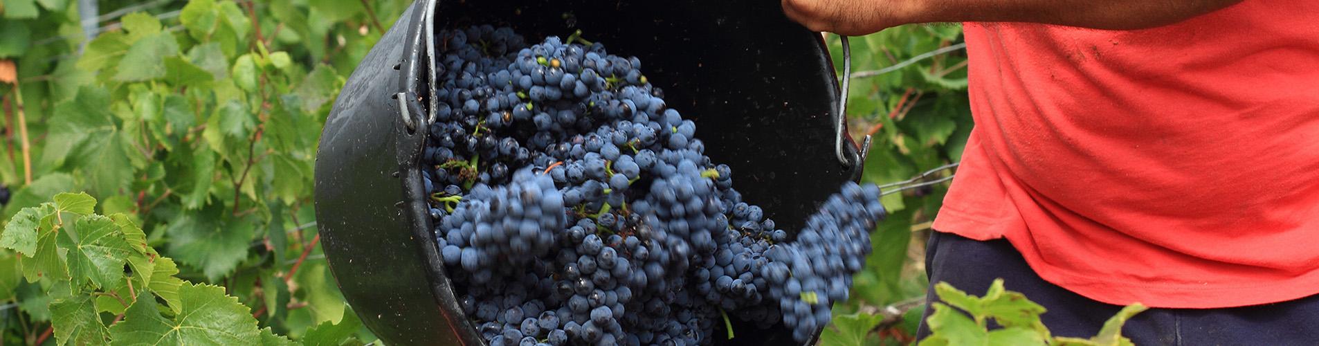ensemble pour les vendanges en champagne une mobilisation collective au service de la filiere champagne 6ba2d5f9