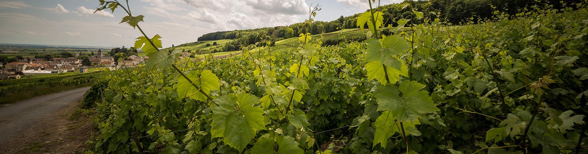 le credit agricole du nord est partenaire de la 3e edition de la bullecyclette 399a88f4