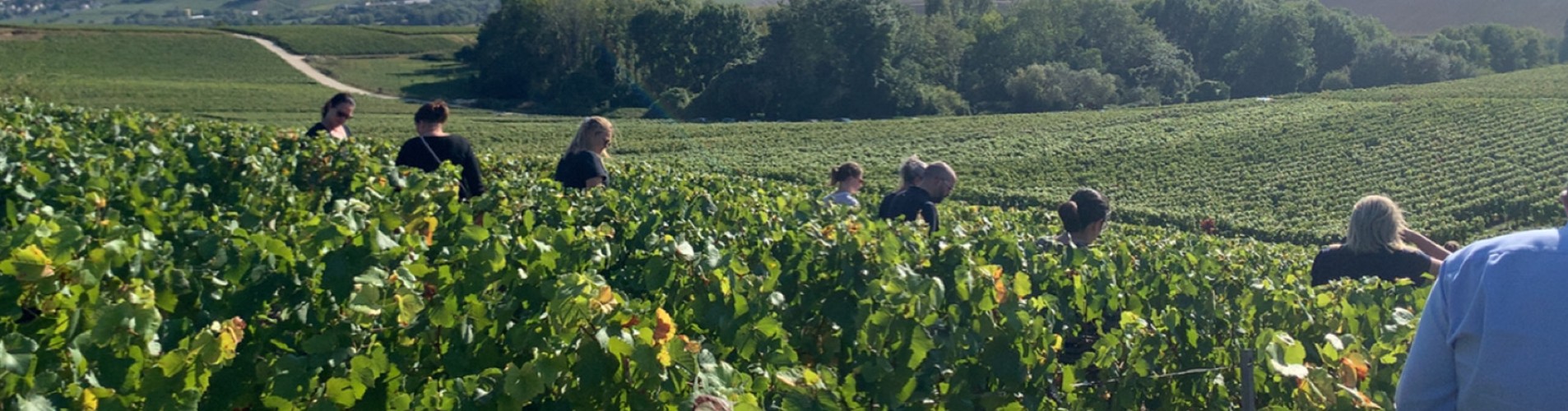 tous mobilises pour preserver le vignoble champenois a68b93b3