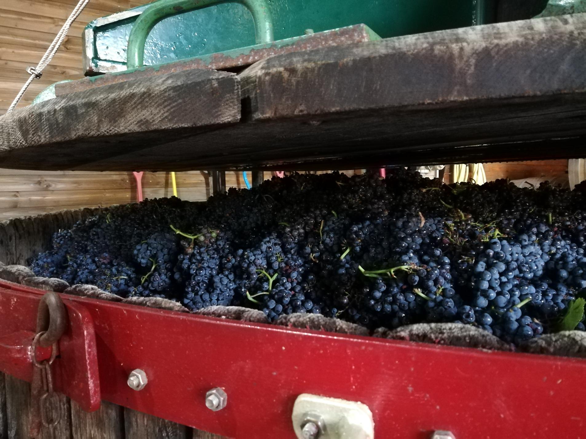 vendanges 2026 cest parti 1081fc3b