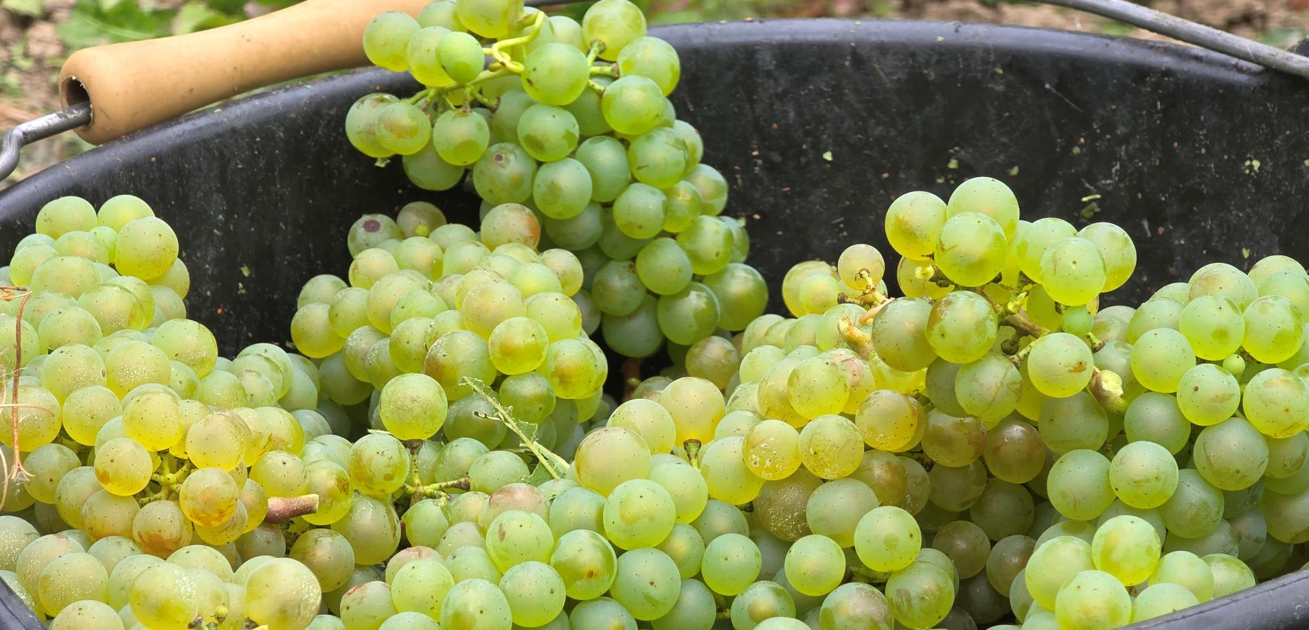 Vendanges 2026, c’est parti !